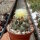 Coryphantha borwigii