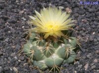 Coryphantha bumamma