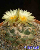 Coryphantha bumamma