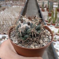 Coryphantha calipensis SB 1390