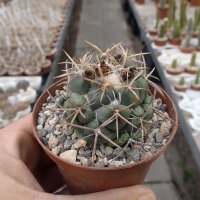 Coryphantha calipensis SB 1390
