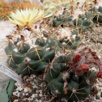 Coryphantha calipensis SB 1390
