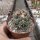 Coryphantha calipensis SB 1390