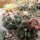 Coryphantha calipensis SB 1390