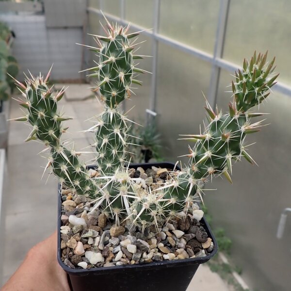 Corynopuntia clavata (dw)