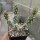Corynopuntia clavata (dw)