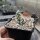 Corynopuntia clavata (dw)