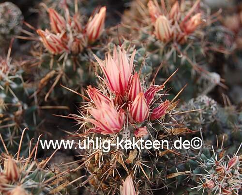 Coryphantha clavata v. ancistracantha (syn. rhaphidacantha)