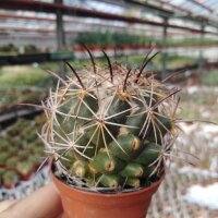 Coryphantha cornifera