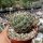 Coryphantha cornifera