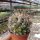Coryphantha cornifera