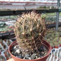 Coryphantha delaetiana