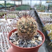 Coryphantha delaetiana