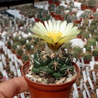 Coryphantha elephantidens Mexiko