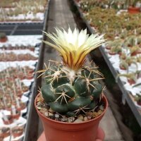 Coryphantha elephantidens Mexiko