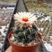 Coryphantha elephantidens Mexiko