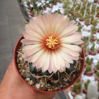 Coryphantha elephantidens Mexiko