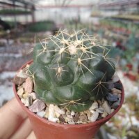 Coryphantha elephantidens Mexiko