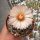 Coryphantha elephantidens Mexiko