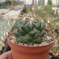 Coryphantha elephantidens