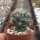 Coryphantha elephantidens