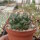 Coryphantha elephantidens