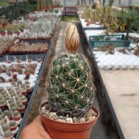 Coryphantha georgii