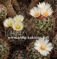 Coryphantha georgii