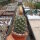 Coryphantha georgii