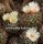 Coryphantha georgii
