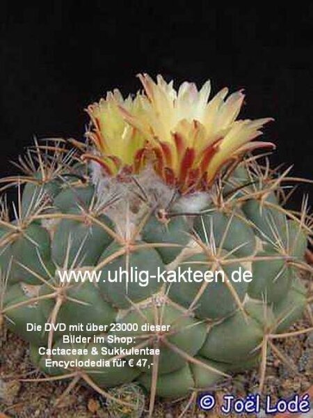 Coryphantha greenwoodii