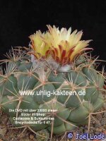 Coryphantha greenwoodii