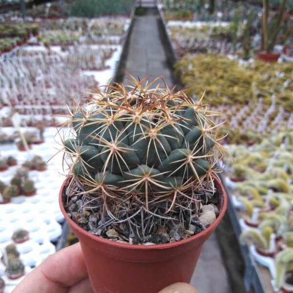 Coryphantha longicornis
