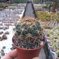 Coryphantha longicornis