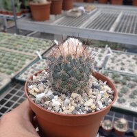 Coryphantha longicornis