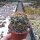 Coryphantha longicornis