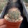 Coryphantha longicornis