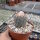 Coryphantha longicornis