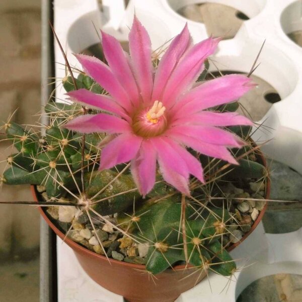 Coryphantha macromeris v. runyonii