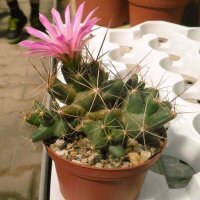Coryphantha macromeris v. runyonii