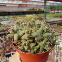 Coryphantha macromeris v. runyonii