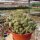 Coryphantha macromeris v. runyonii