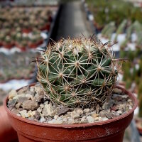 Coryphantha palmeri PP 1225 Ciudad Maiz, SLP