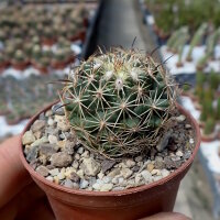 Coryphantha palmeri PP 1225 Ciudad Maiz, SLP