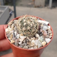 Coryphantha palmeri PP 1225 Ciudad Maiz, SLP