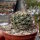 Coryphantha palmeri PP 1225 Ciudad Maiz, SLP