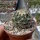Coryphantha palmeri PP 1225 Ciudad Maiz, SLP