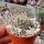 Coryphantha palmeri PP 1225 Ciudad Maiz, SLP