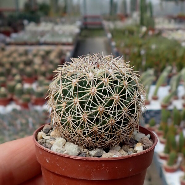 Coryphantha palmeri SB 984