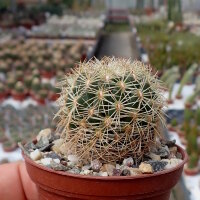 Coryphantha palmeri SB 984